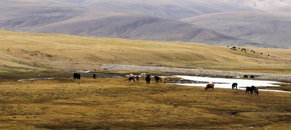 High mountain pasture 21