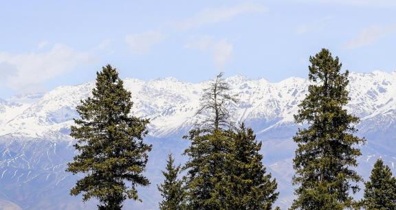 Cold Forest Watch 14