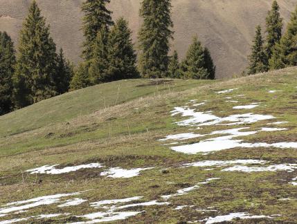 Cold Forest Watch 16