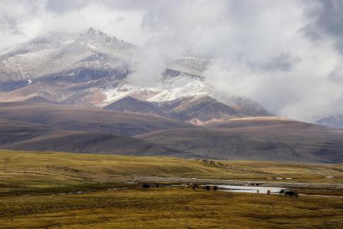 High mountain pasture 19