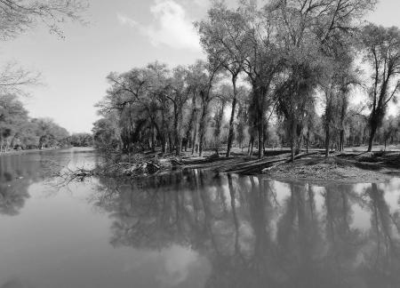 Between the woods and the sky 3