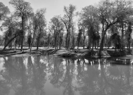 Between the woods and the sky 4