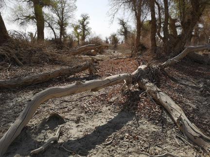 Desert residual branches 4