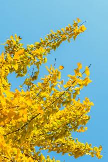 sweep the fallen leaves 12