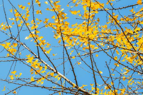 sweep the fallen leaves 16