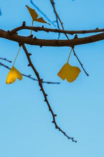 sweep the fallen leaves 18