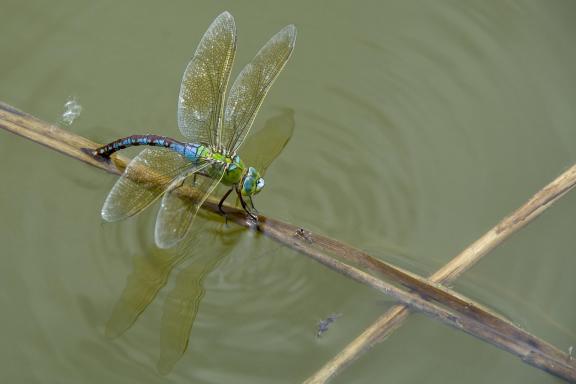 Dragonfly laying eggs 4