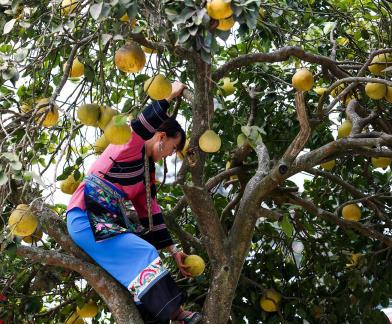 A bountiful harvest of pomelos 1