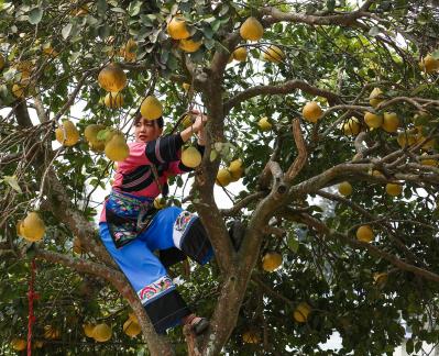 A bountiful harvest of pomelos 3