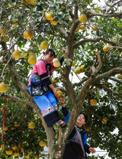 A bountiful harvest of pomelos 4