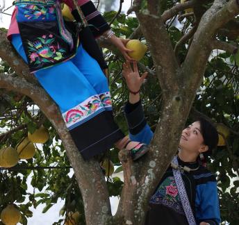 A bountiful harvest of pomelos 9