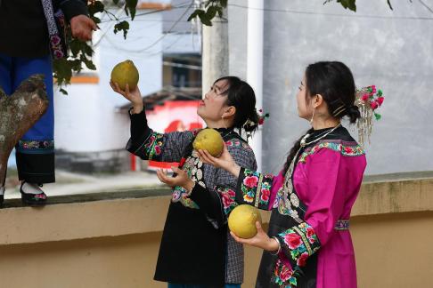 A bountiful harvest of pomelos 10
