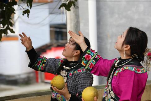 A bountiful harvest of pomelos 11