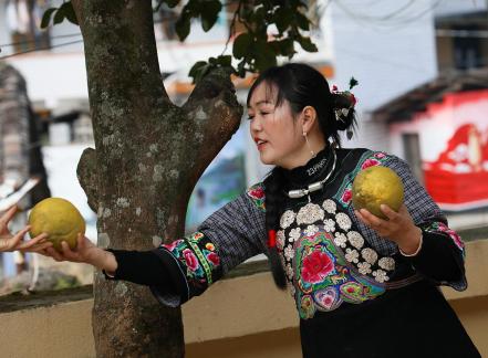 A bountiful harvest of pomelos 12