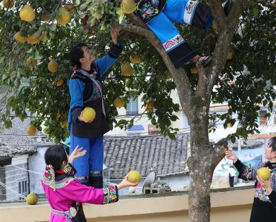 A bountiful harvest of pomelos 13