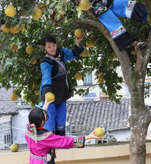 A bountiful harvest of pomelos 14