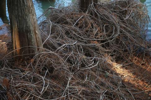 Wild vines by the lake 1