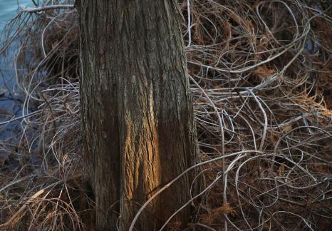 Wild vines by the lake 2