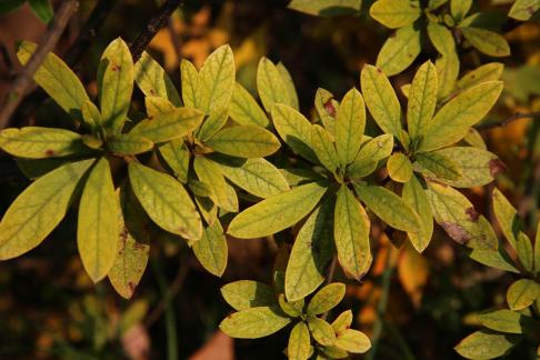 Green leaves with spots 5