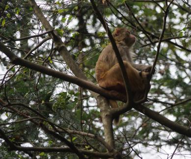 Mountain macaque 6