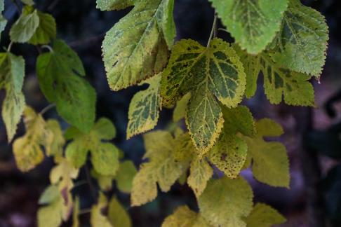 Leaf withered 2