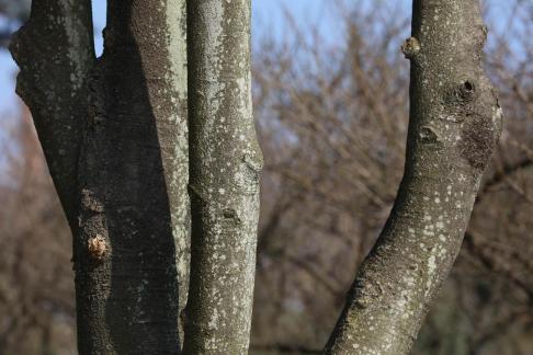 Tree bone 5