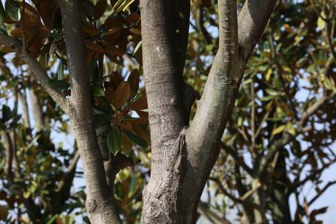 Tree bone 6
