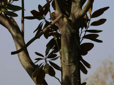 Tree bone 7
