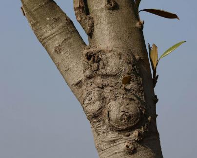 Tree bone 8
