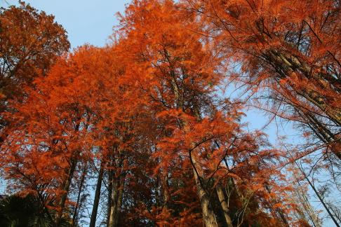 A tree is crimson 5