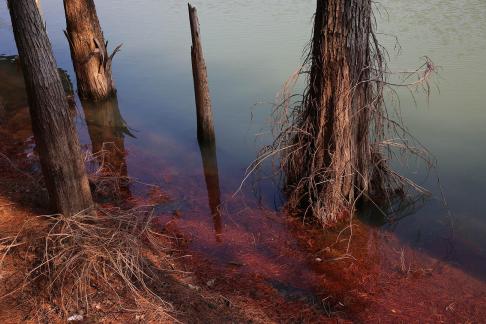 Red swamp secluded forest 1