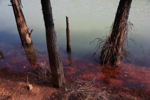 Red swamp secluded forest 2