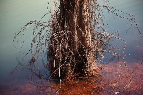 Red swamp secluded forest 3