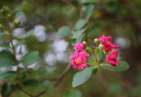 Red flowers in the dense forest 1