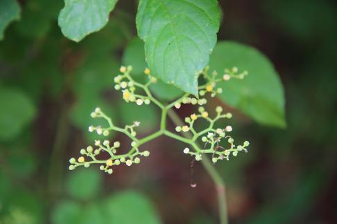 Green buds in the green space 1