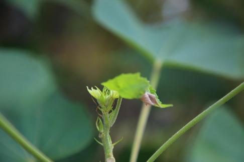Green buds in the green space 2