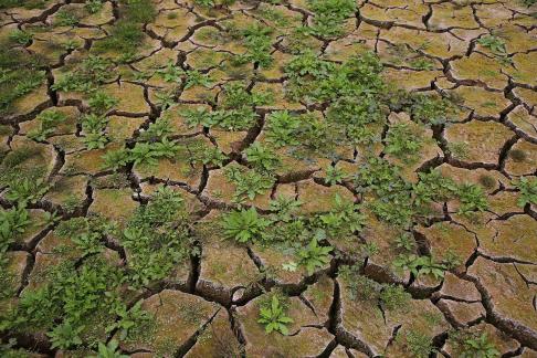 Cracked Earth 1