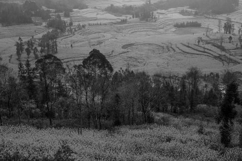 Spring scenery 11