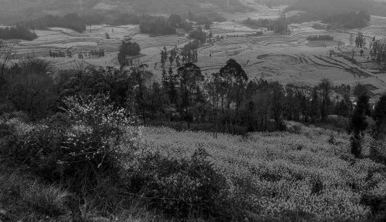 Spring scenery 12