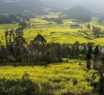 Spring scenery 13