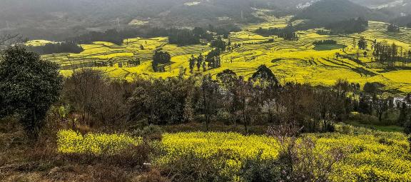 Spring scenery 19