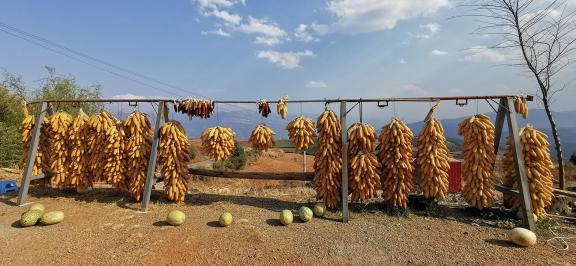 Harvest ornaments 1