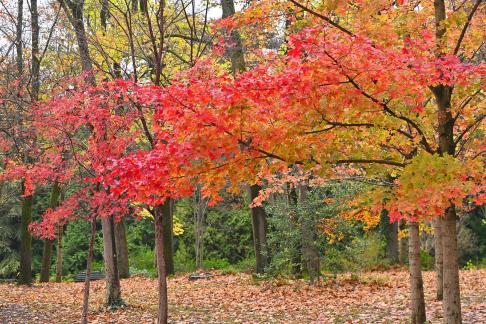 Autumn colors