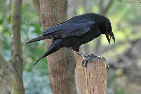 Full beak