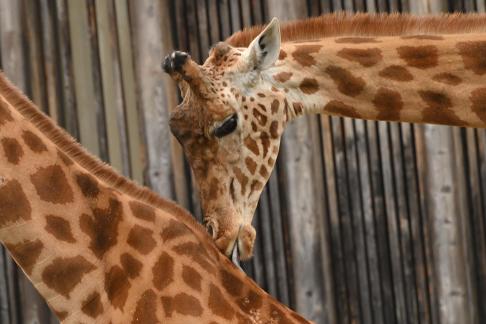 Tenderness