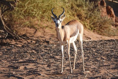 Antidorcas marsupialis