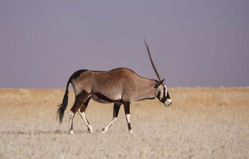 Oryx gazella