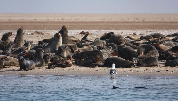 Seal beach