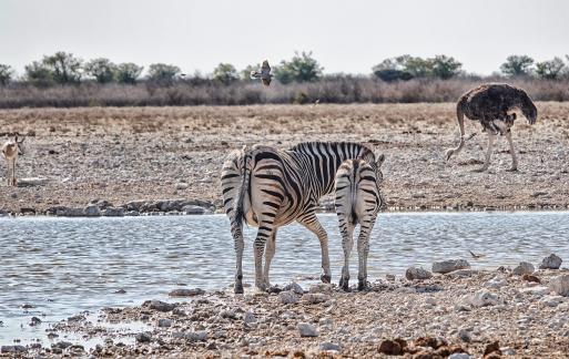 Zebras ans friends