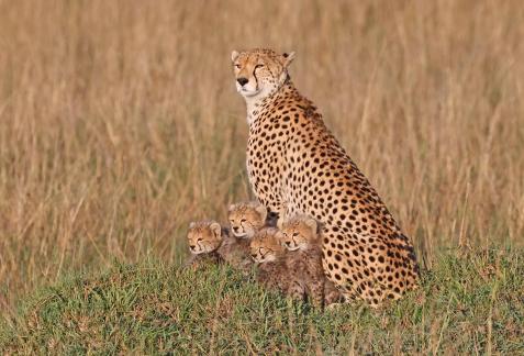 Four young Cheetahs